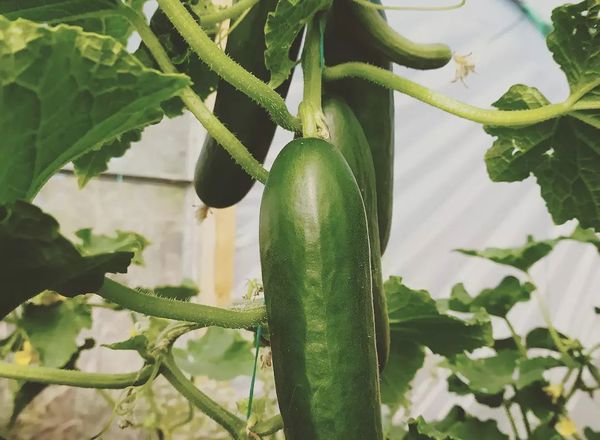 Cucumbers