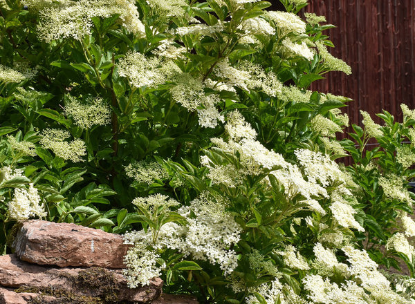 Elderberry - American Elder
