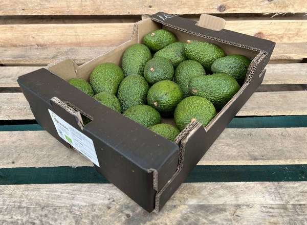Organic Avocado Hass Tray