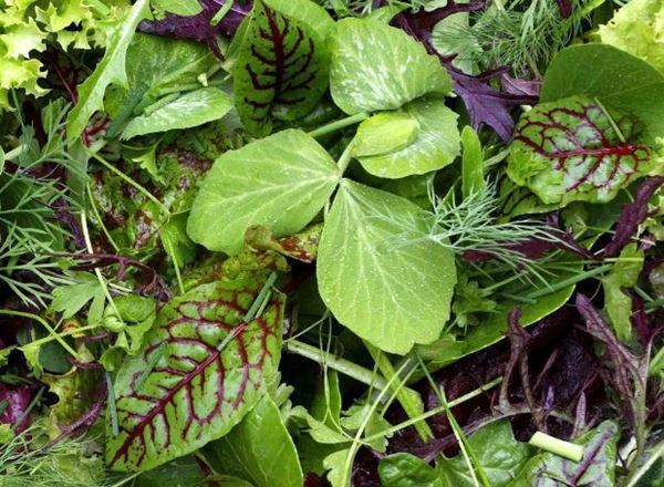 Organic Mixed Salad (grown in Sheffield) - 100g