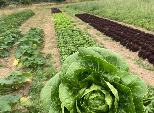 Lettuce - Little Gem