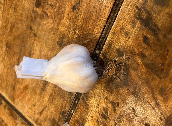 Garlic Bulb