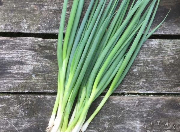 Spring Onion – Ischikrona