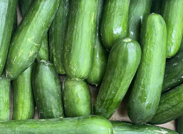 Cucumber - British Organic Short Passandra