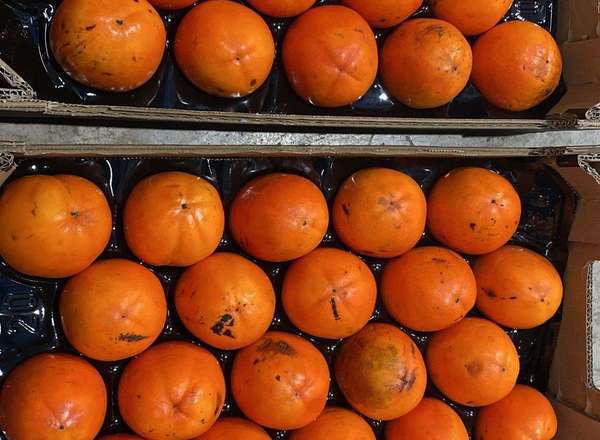 Persimmons  (Sharon Fruit) Kaki Red Brilliant