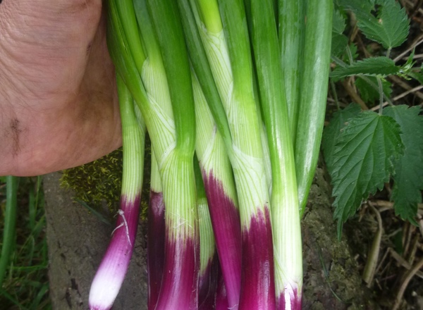 Spring Onions, Red - bunch