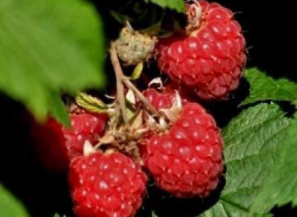 Raspberries - 2 x Punnet 120g