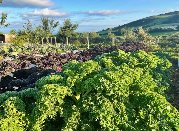 Henbant Kale 200g