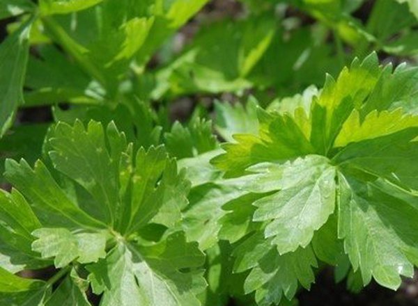 Celery Leaf (Early Bell)