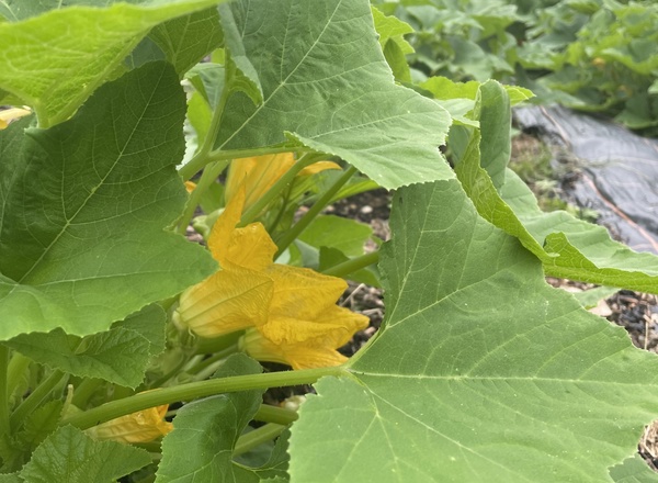 Squash leaves (100g)