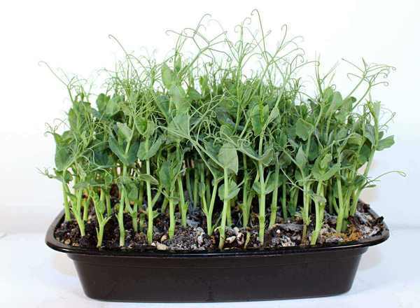 Pea Shoots