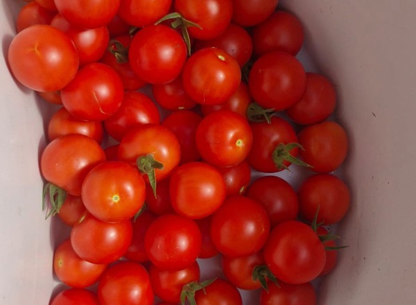Cocktail Tomatoes