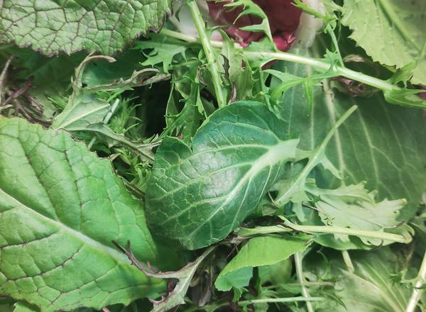 Winter Salad Leaves