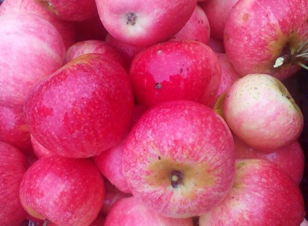 Apple- English seasonal variety