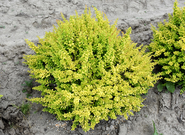 Barberry Sunsation