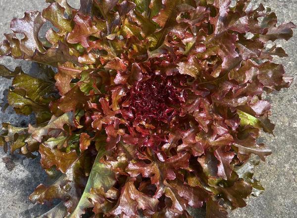 Lettuce - Organic LC