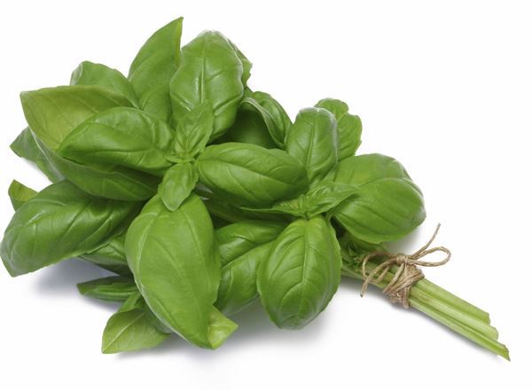 Basil Organic