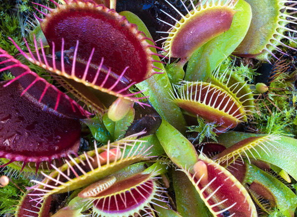 Venus Flytrap - Dionaea muscipula 2 for $30