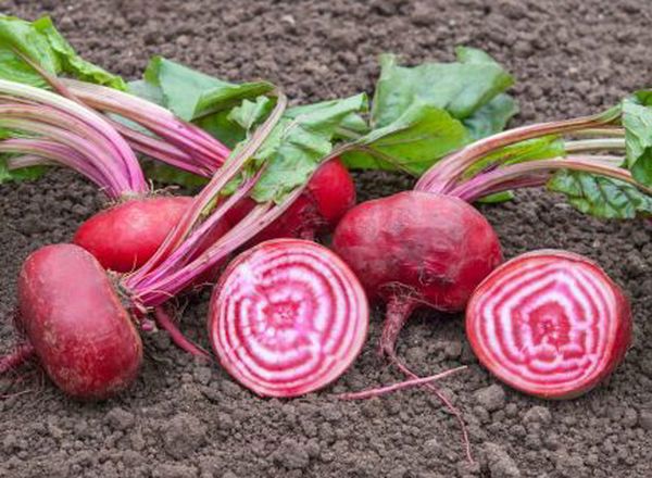 Beetroot - Chioggia 500g