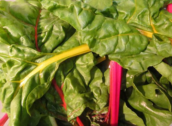 Chard (Rainbow)