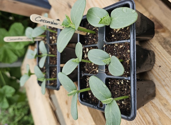 ( Plugs x6) Cucumber - Marketmore (Own Grown)