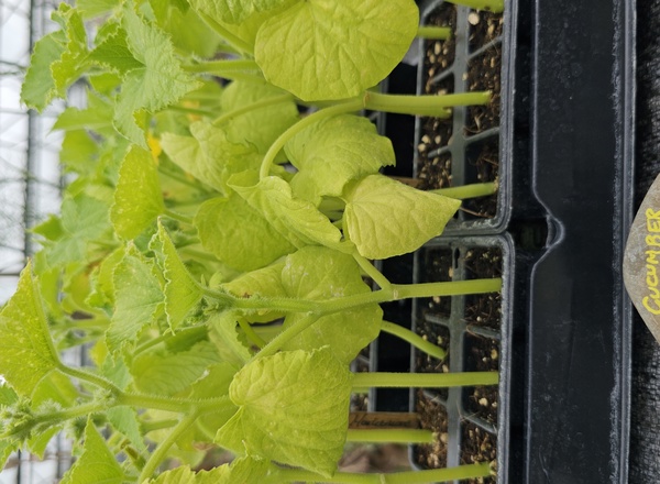 ( Plugs x6) Cucumber - Marketmore (Own Grown)