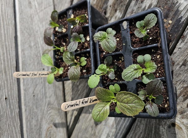 ( Plugs x6) Oriental red komatsuna (Own Grown)