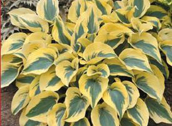 Hosta's - Various varieties see description