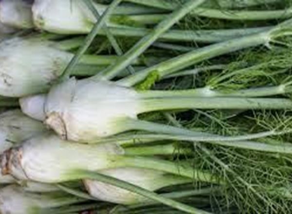 Fennel with Tops (Yorkshire, UK)