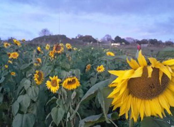 Sunflower (Giant Yellow)