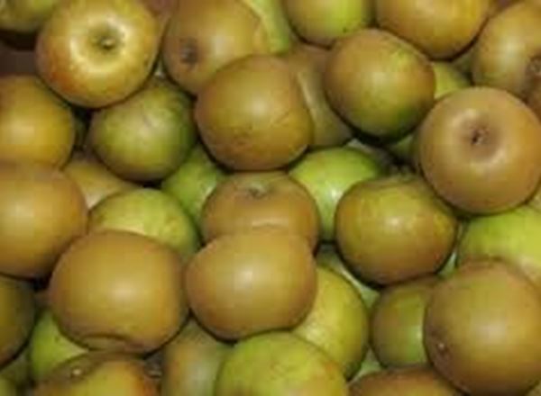 Apples - Russett (Herefordshire, UK)