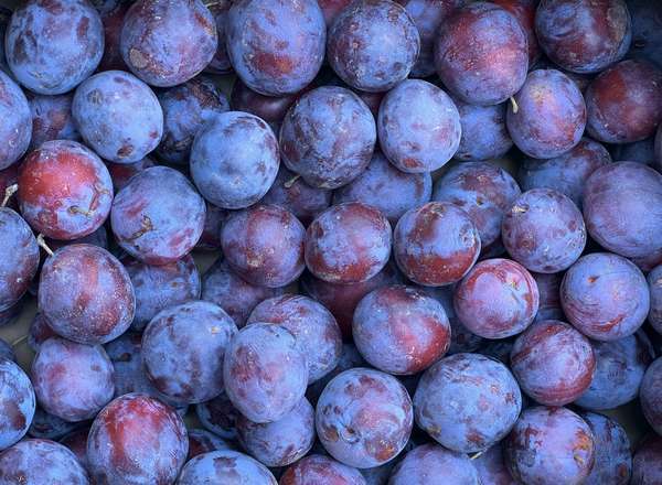Organic Plum President (600g)