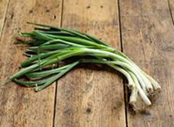 Spring Onion - Organic - 1 bunch