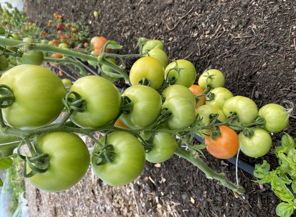 Green Tomatoes