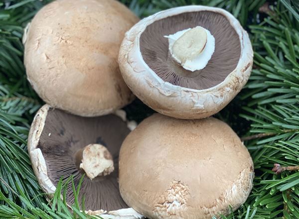 Mushrooms, Portobello - approx 200g - Organic