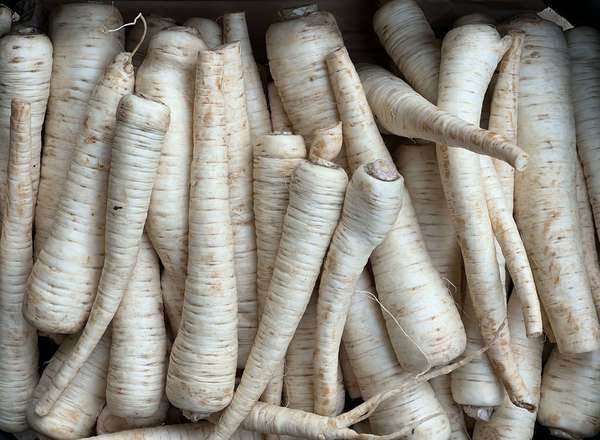 Parsley Root (Netherlands)