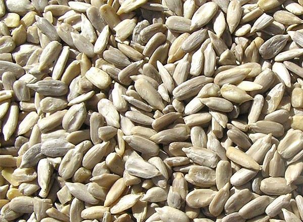 Sunflower Seed Natural - HG
