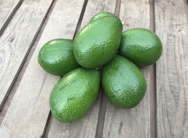 Spanish Organic Avocado