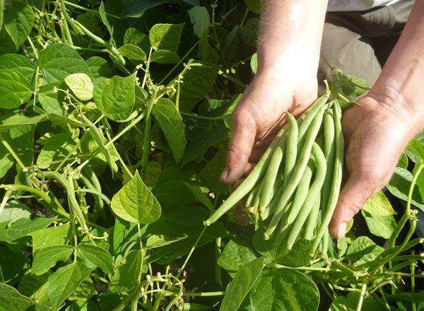 French Beans - 150g