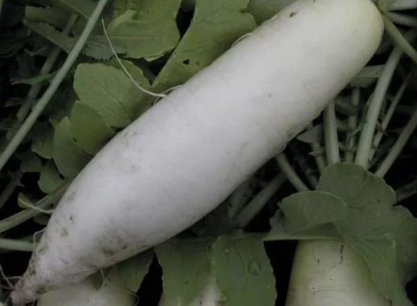 Daikon (White Radish)