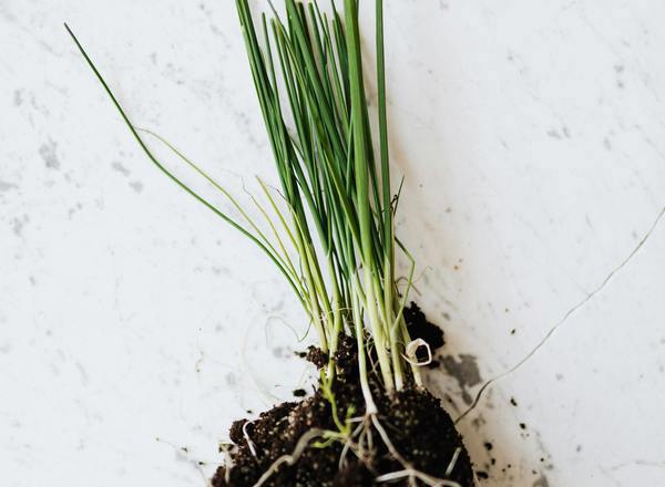 Chives