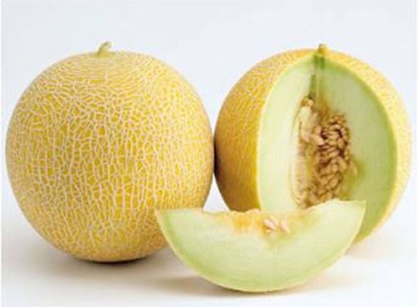 Melon Honeydew