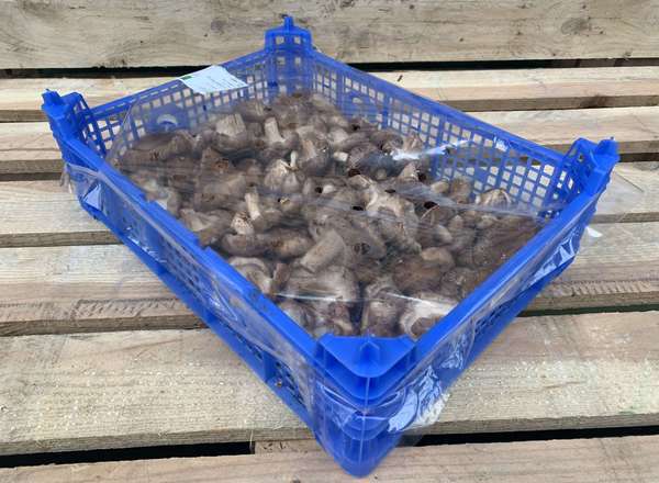 Orgainc Mushroom Shiitake