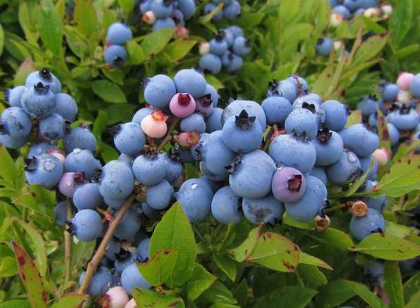Blueberry - Vaccinium Angustifolium