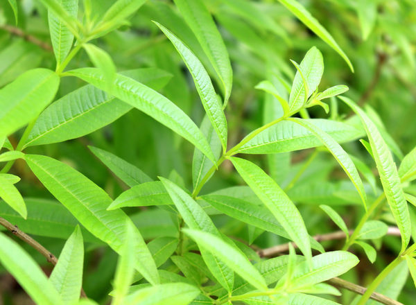 Lemon Verbena add on