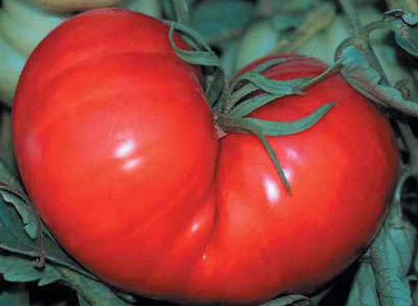 Tomato: Beefsteak