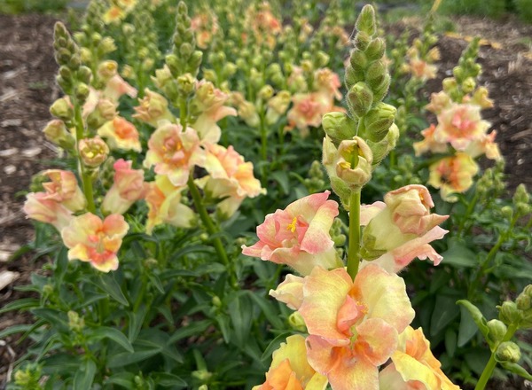 Snap dragon posie
