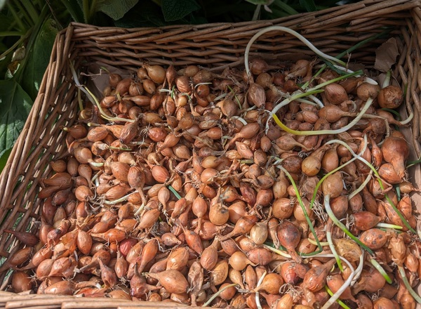 ( Planting Set) Yellow Onions 1KG
