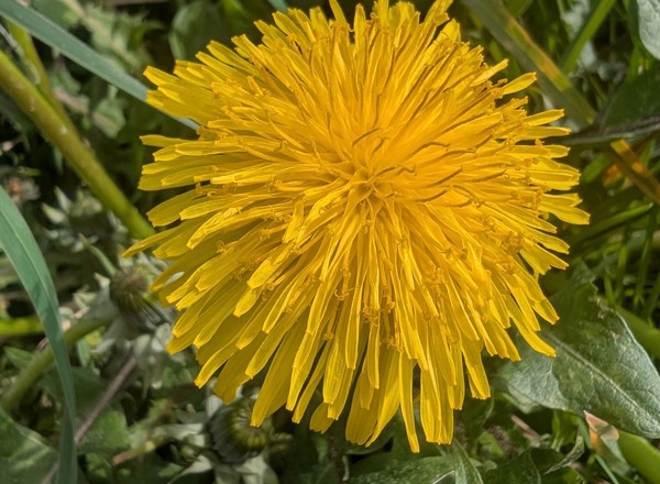 Dandelion Salad 100g (Own Grown)