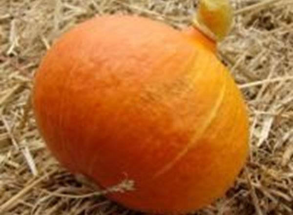 Squash - Uchiki Kuri Organic ES